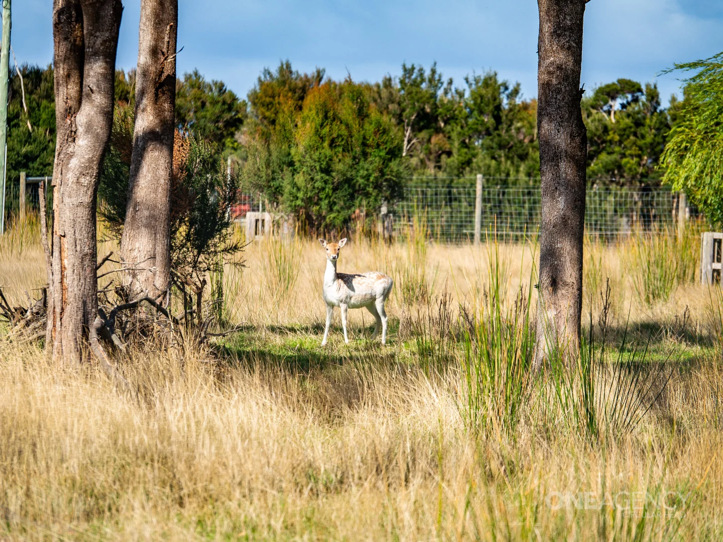 Additional image 23 of 48 Leesville Road, Smithton TAS 7330