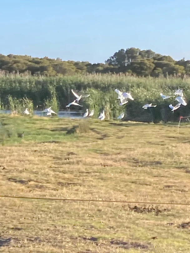 Additional image 2 of 1408A&B Randell Road, Hindmarsh Island SA 5214