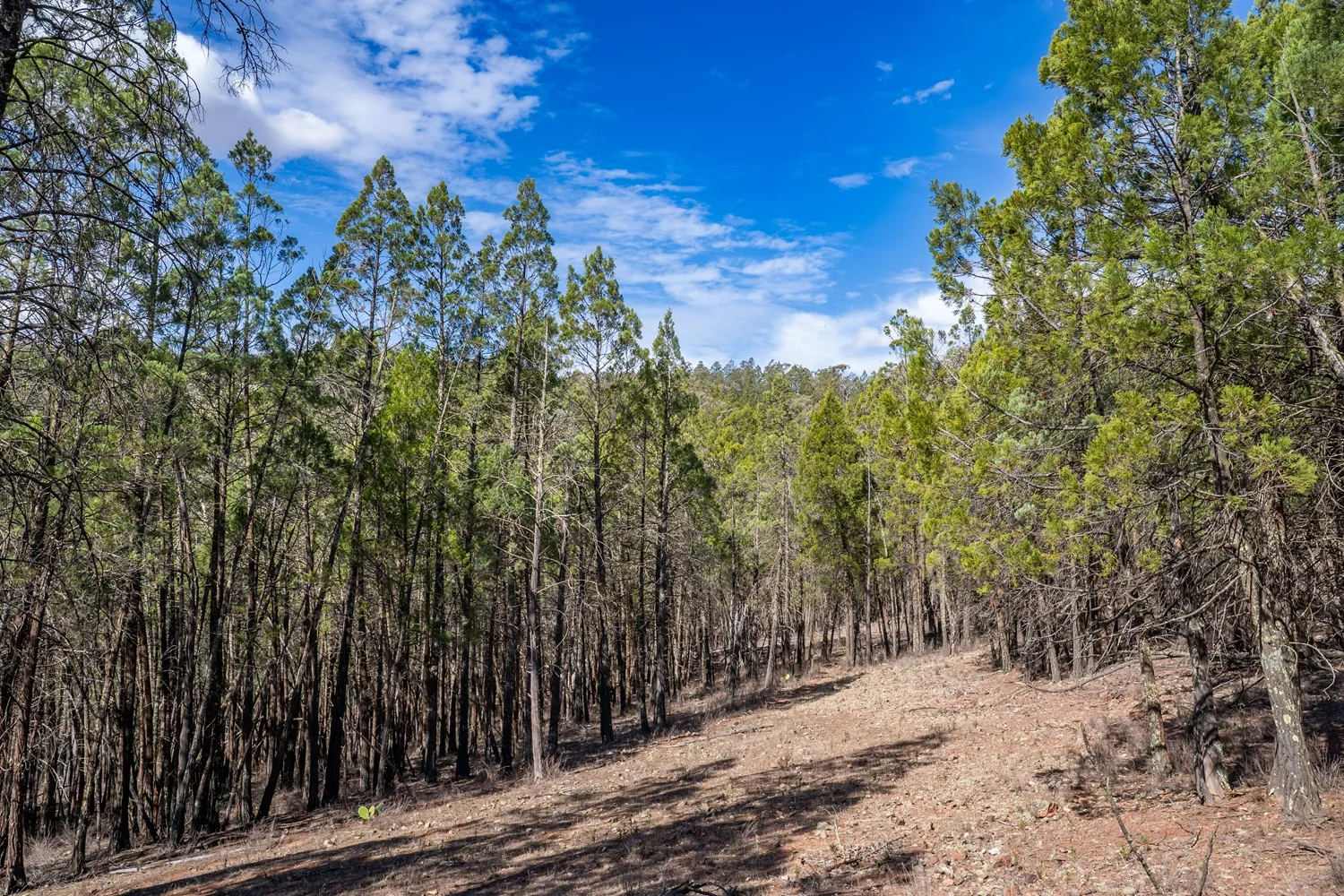 Additional image 32 of 3705 Nanami Lane, Canowindra NSW 2804