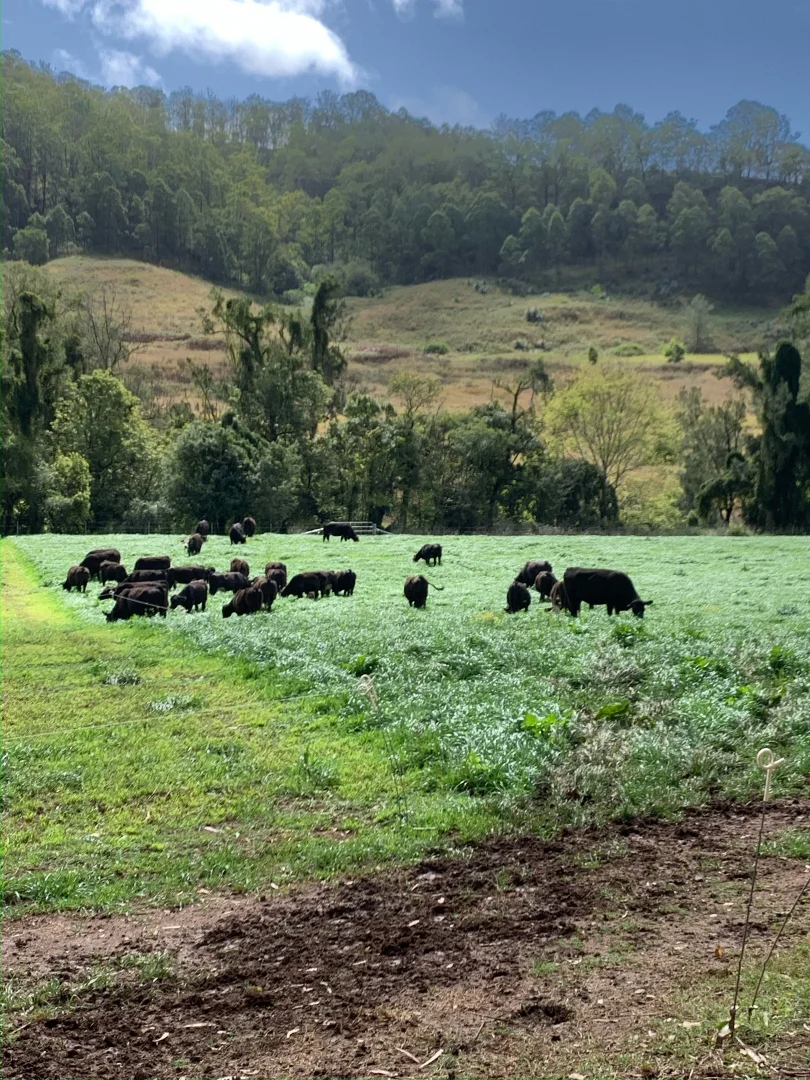 Additional image 34 of 1050 Afterlee Road, Eden Creek NSW 2474