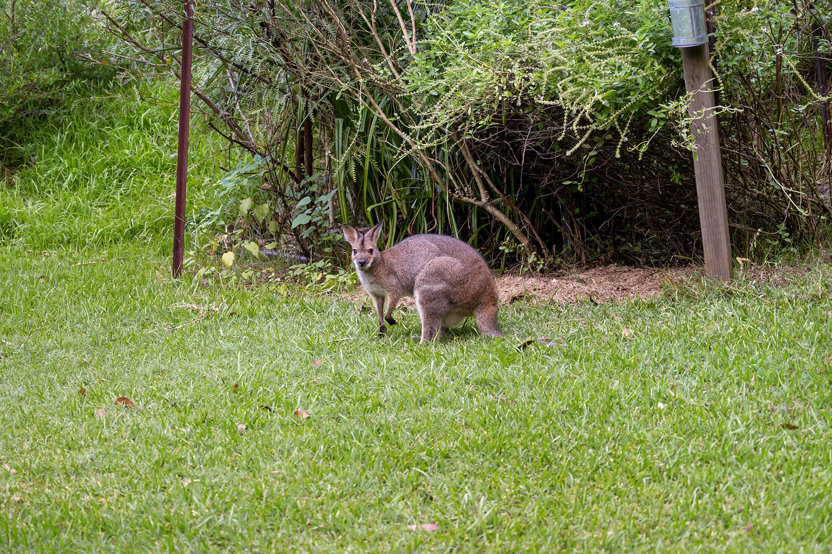 Additional image 21 of 516 Owens Road, Martinsville NSW 2265