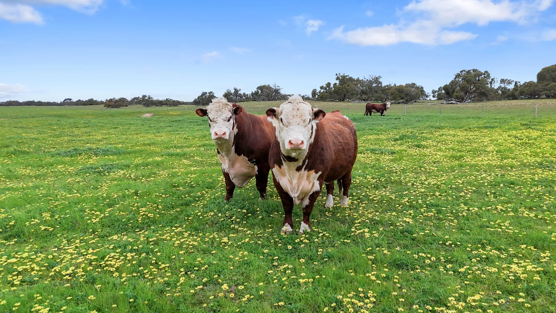 Additional image 14 of 1412 Red Bluff Road, Bordertown SA 5268