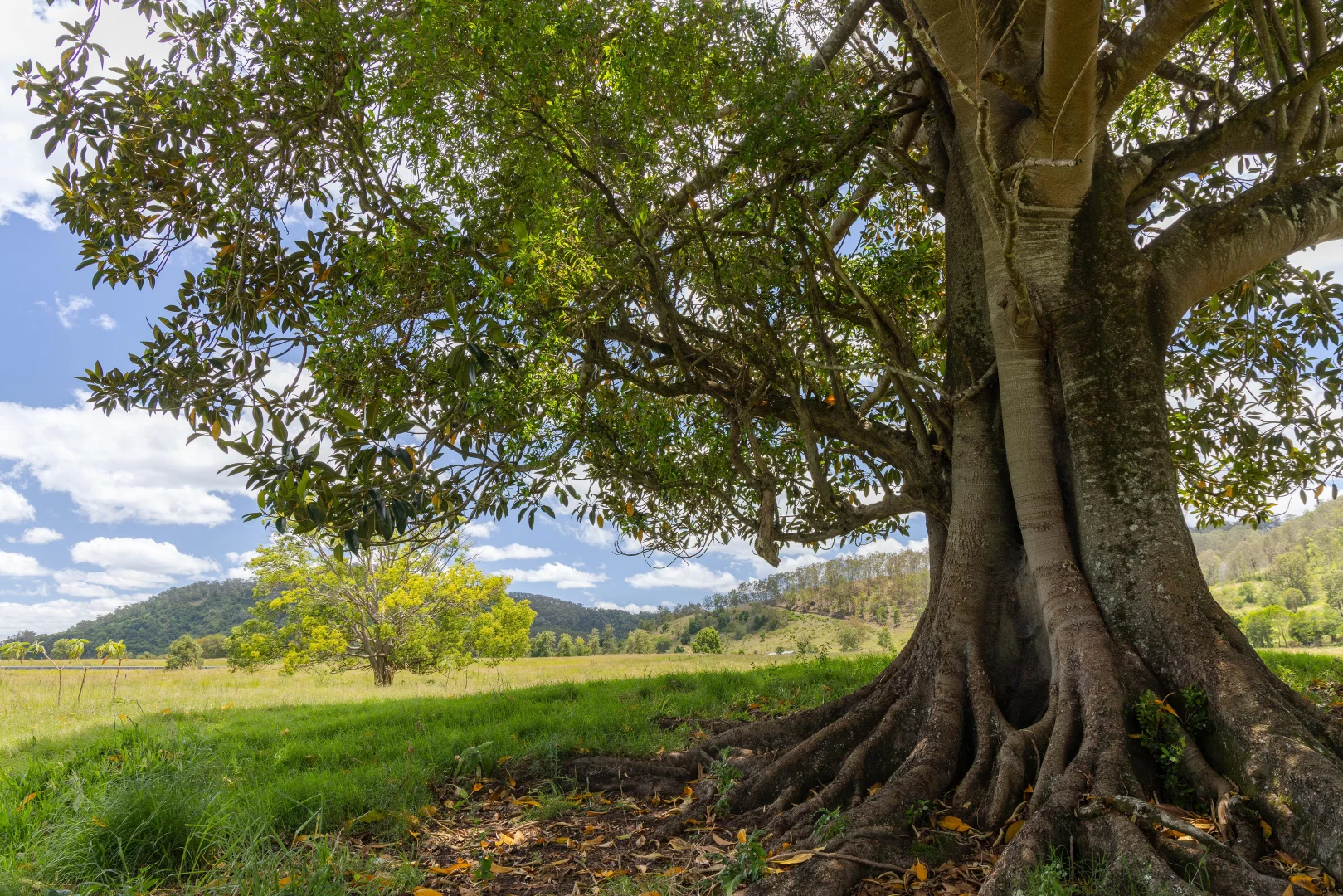 Additional image 11 of Lot 7/1197 Kenilworth - Skyring Creek Road, Tuchekoi QLD 4570