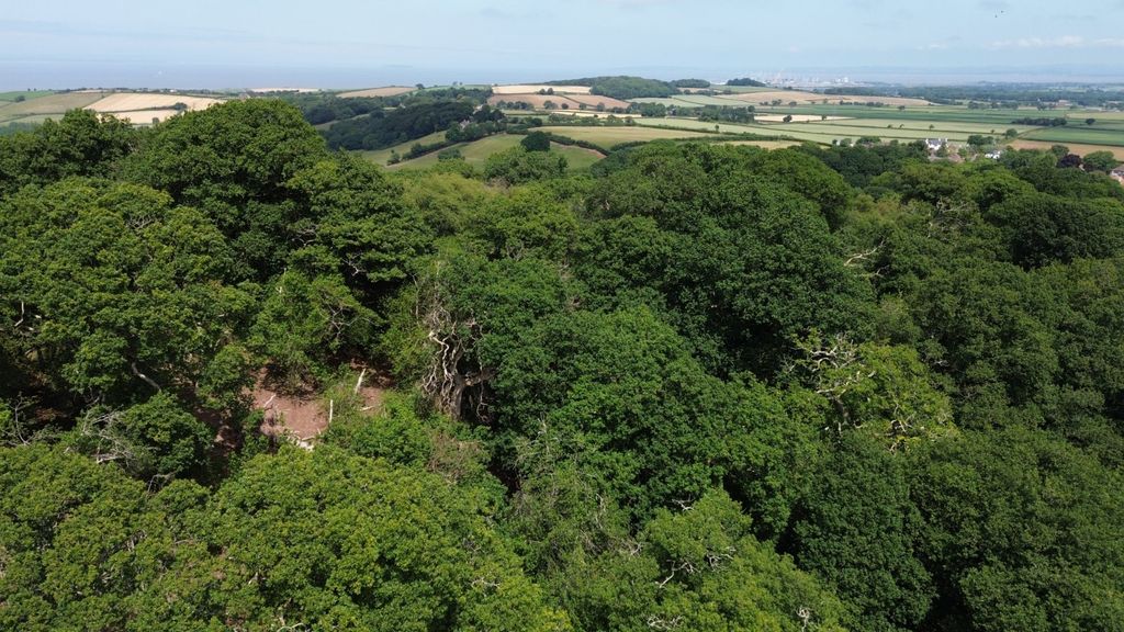 Additional image 9 of Land for saleHolford, Bridgwater, Somerset TA5