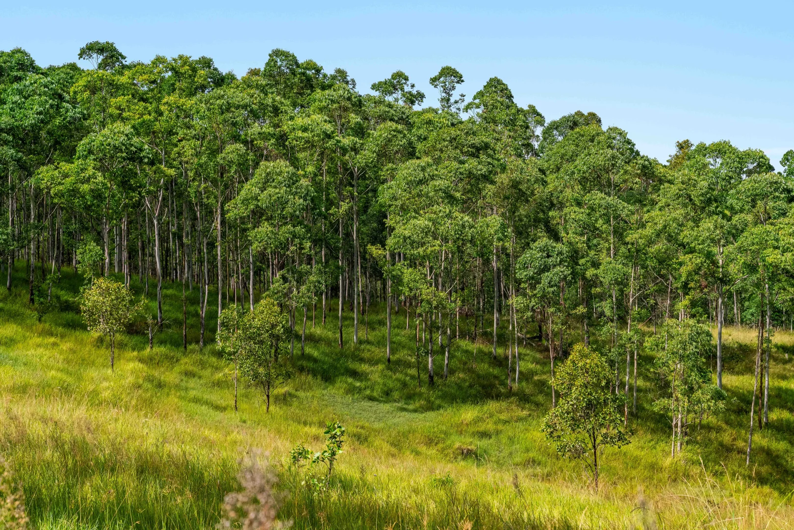 Additional image 9 of 12181 Clarence Way, Sandilands NSW 2469