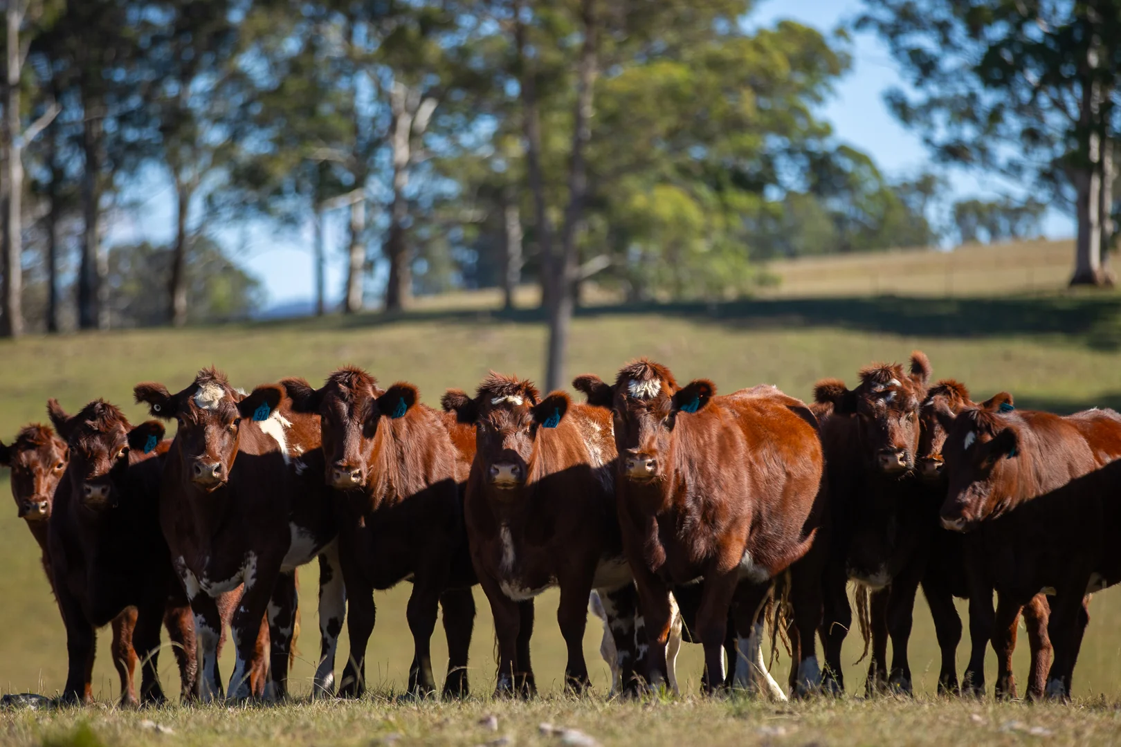 Additional image 28 of 700 Oaklands Road Yarrowitch Valley Via, Walcha NSW 2354