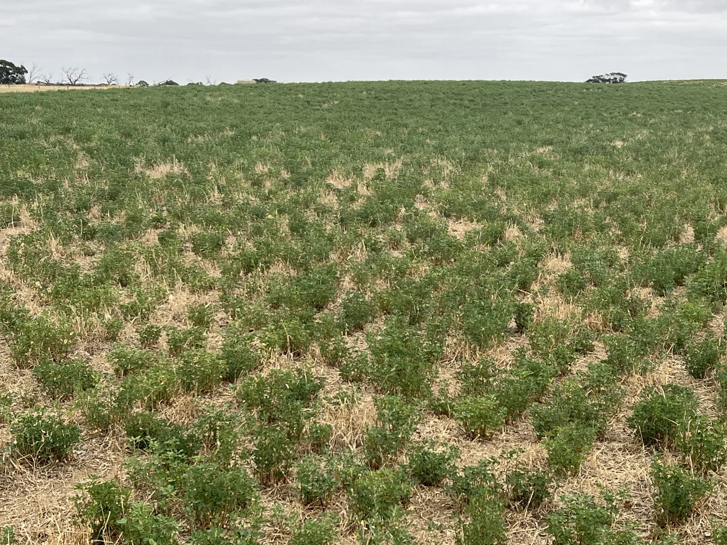 Additional image 15 of 1412 Red Bluff Road, Bordertown SA 5268