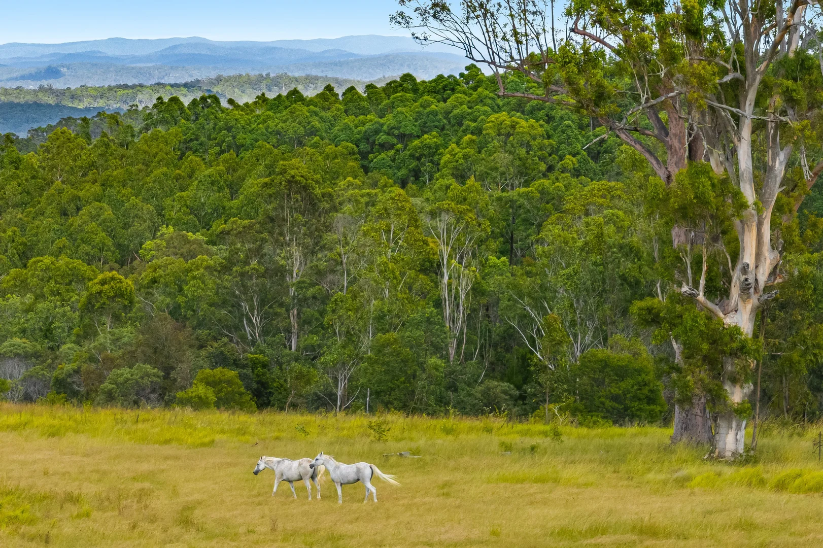 Additional image 6 of 12181 Clarence Way, Sandilands NSW 2469