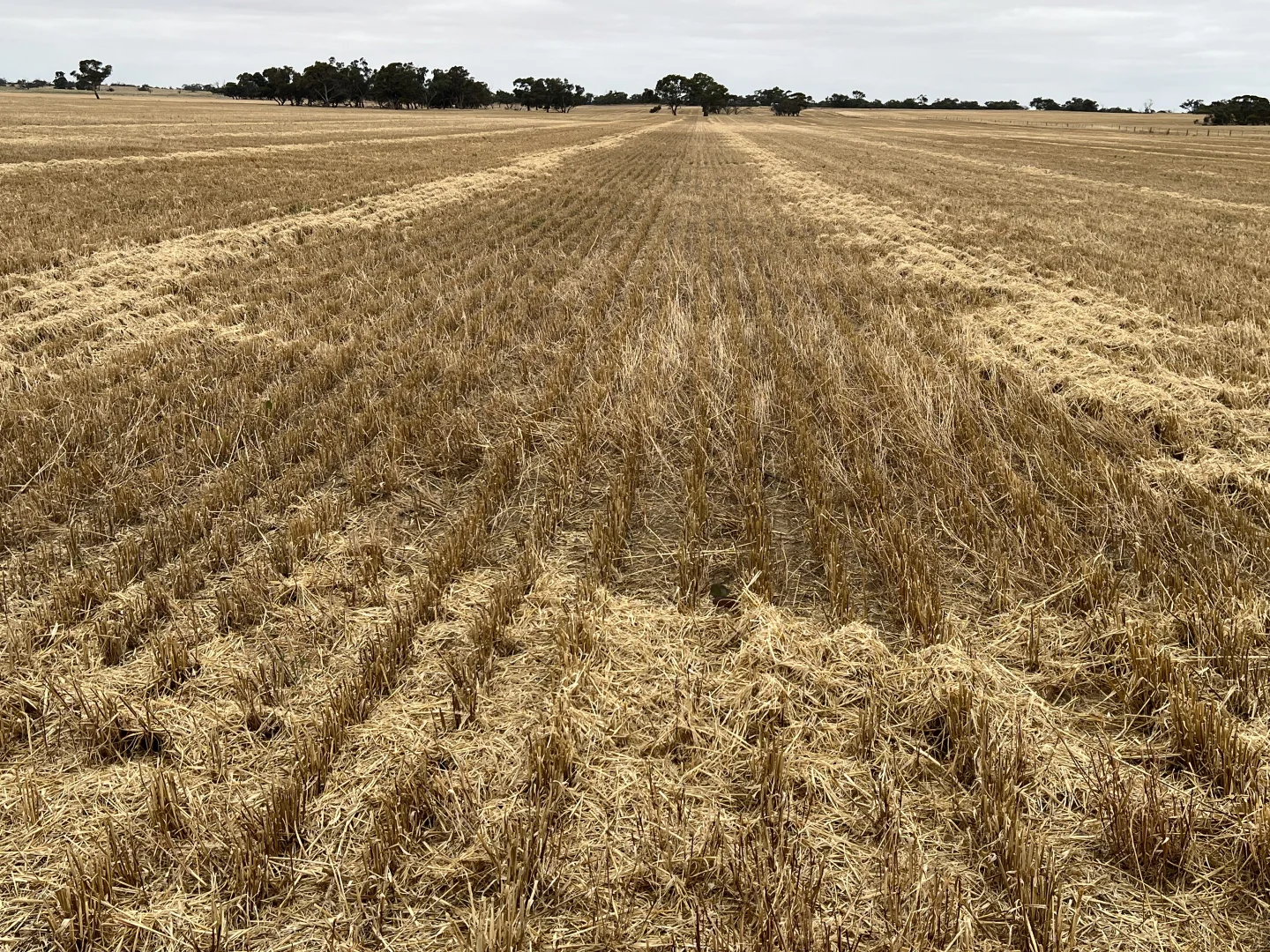 Additional image 24 of 1412 Red Bluff Road, Bordertown SA 5268
