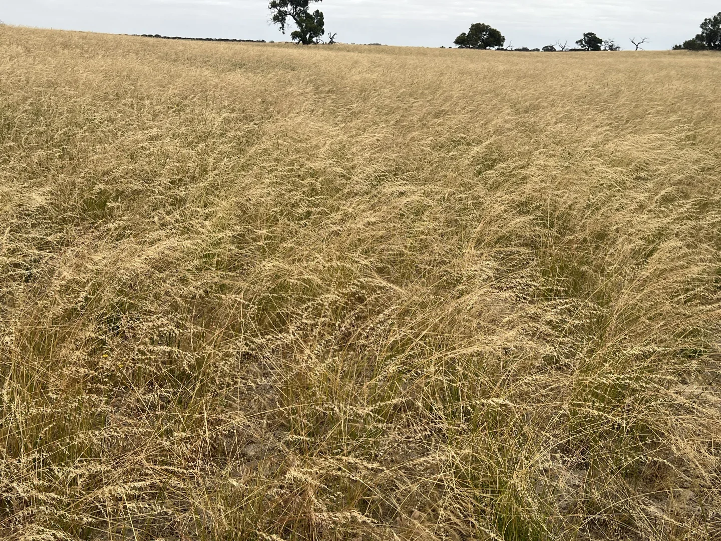 Additional image 23 of 1412 Red Bluff Road, Bordertown SA 5268