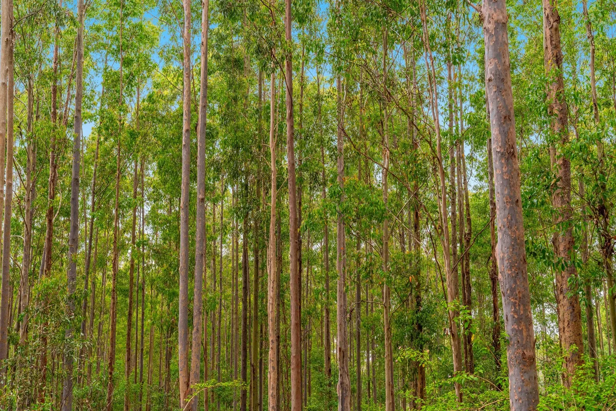 Additional image 23 of 18 Ryans Road, Bonalbo NSW 2469