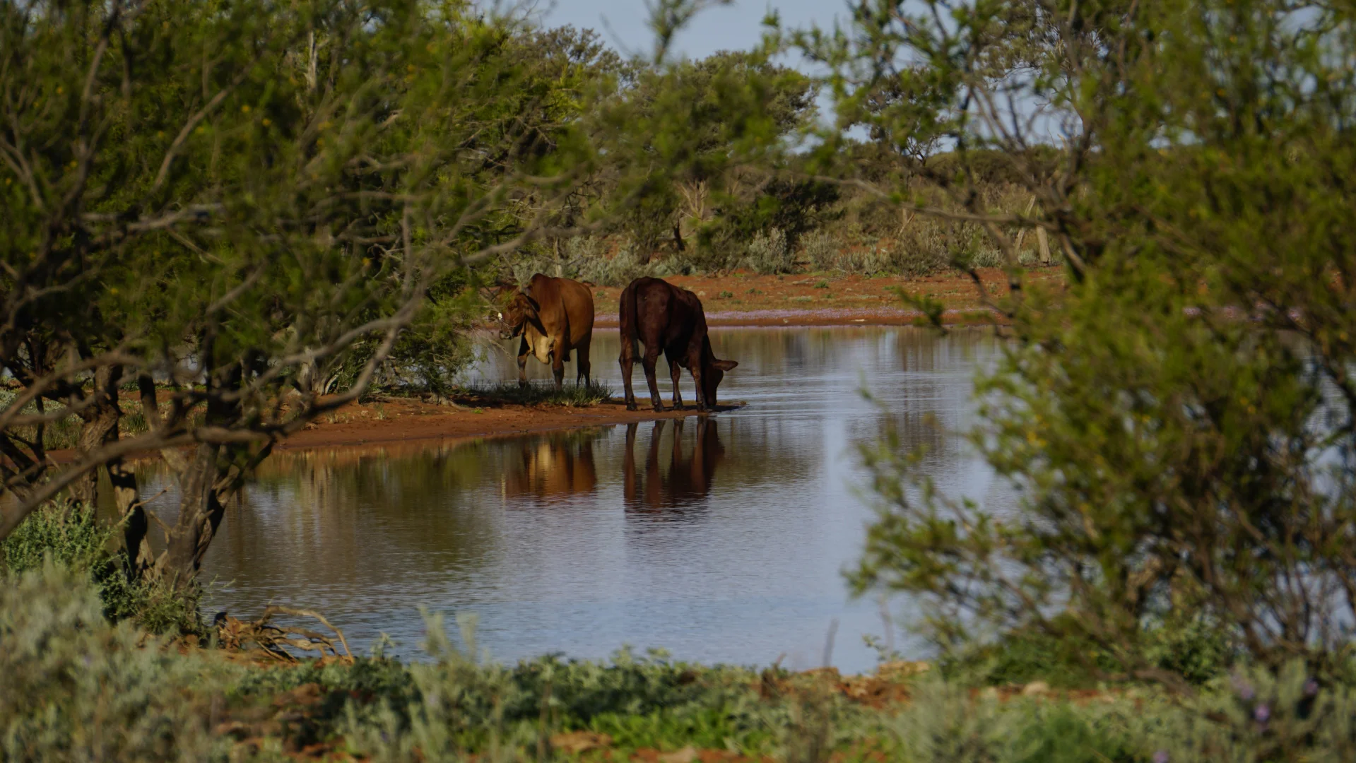 Additional image 9 of Polelle Station, Meekatharra WA 6642