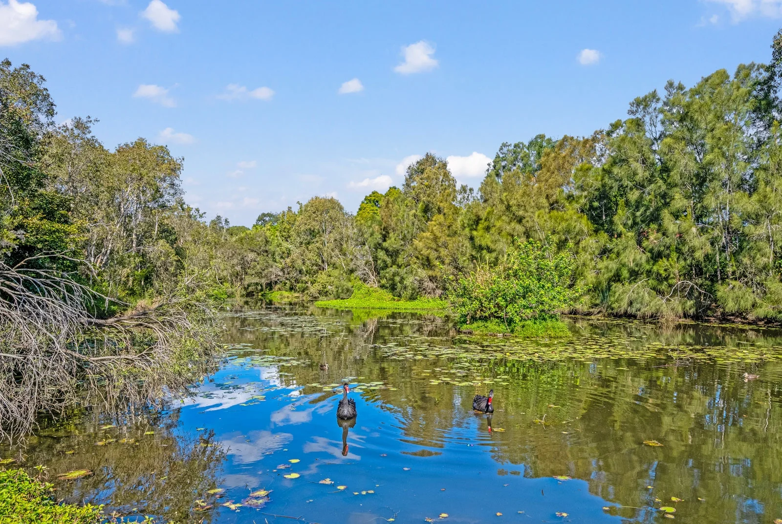 Additional image 10 of 22 Greendale Place, Bracken Ridge QLD 4017