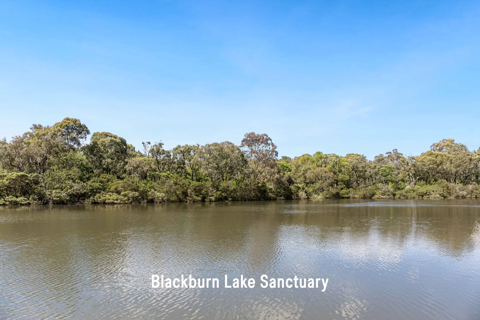 Additional image 7 of 3 Shaun Avenue, Blackburn South VIC 3130