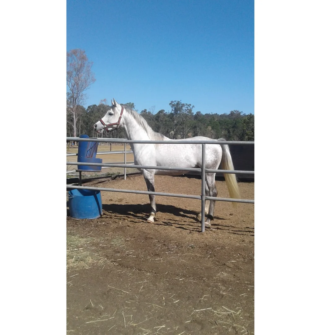 Additional image 11 of Bundamba QLD 4304