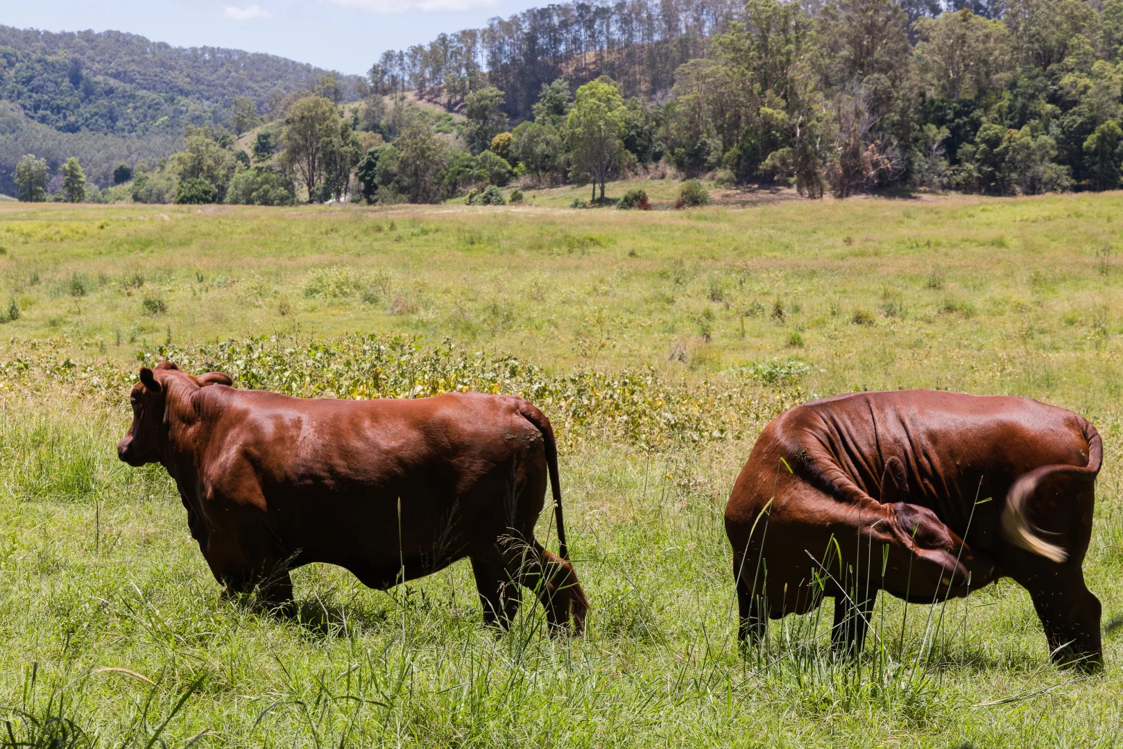 Additional image 12 of Lot 7/1197 Kenilworth - Skyring Creek Road, Tuchekoi QLD 4570