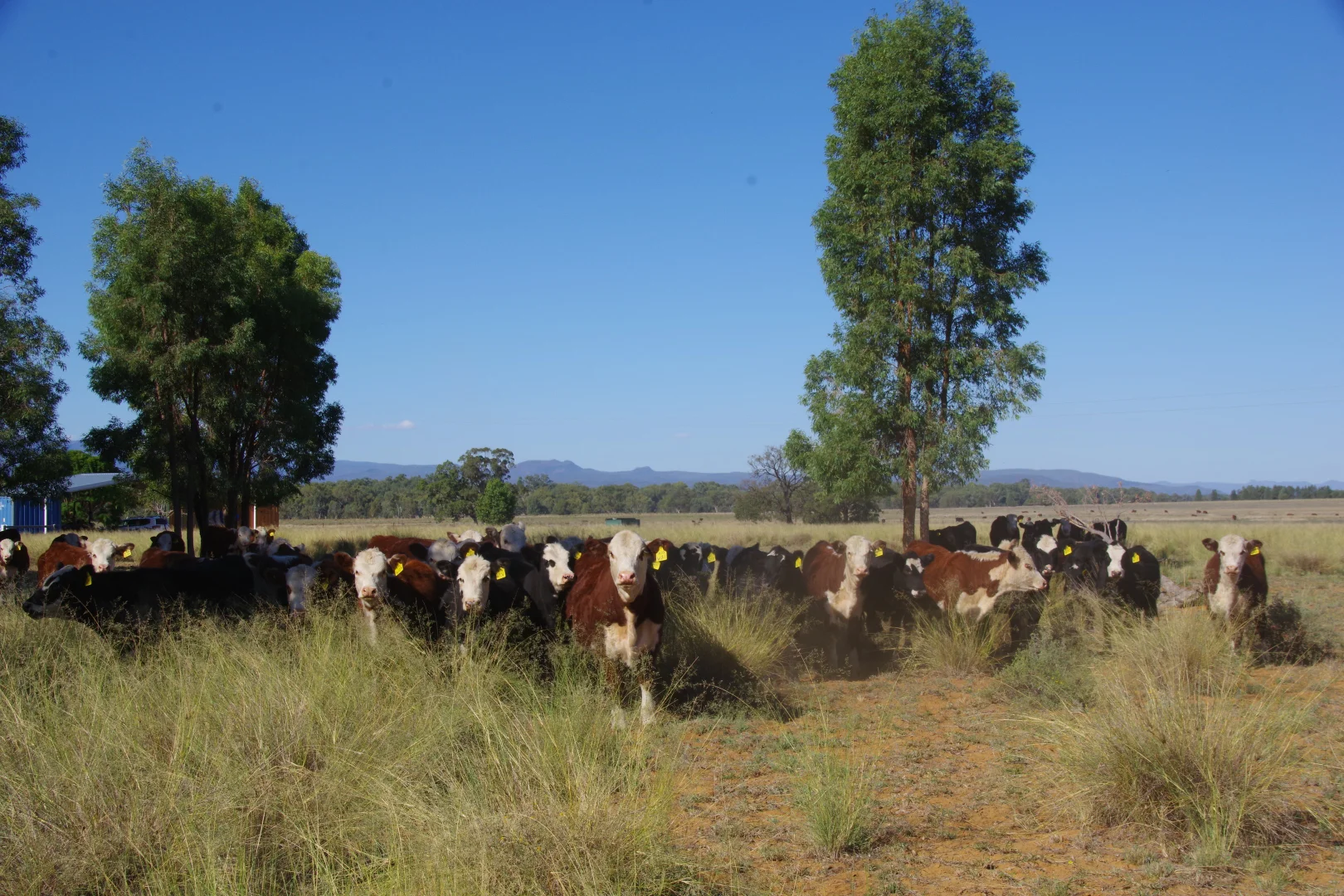Additional image 26 of 18258 Kamilaroi Highway, Narrabri NSW 2390