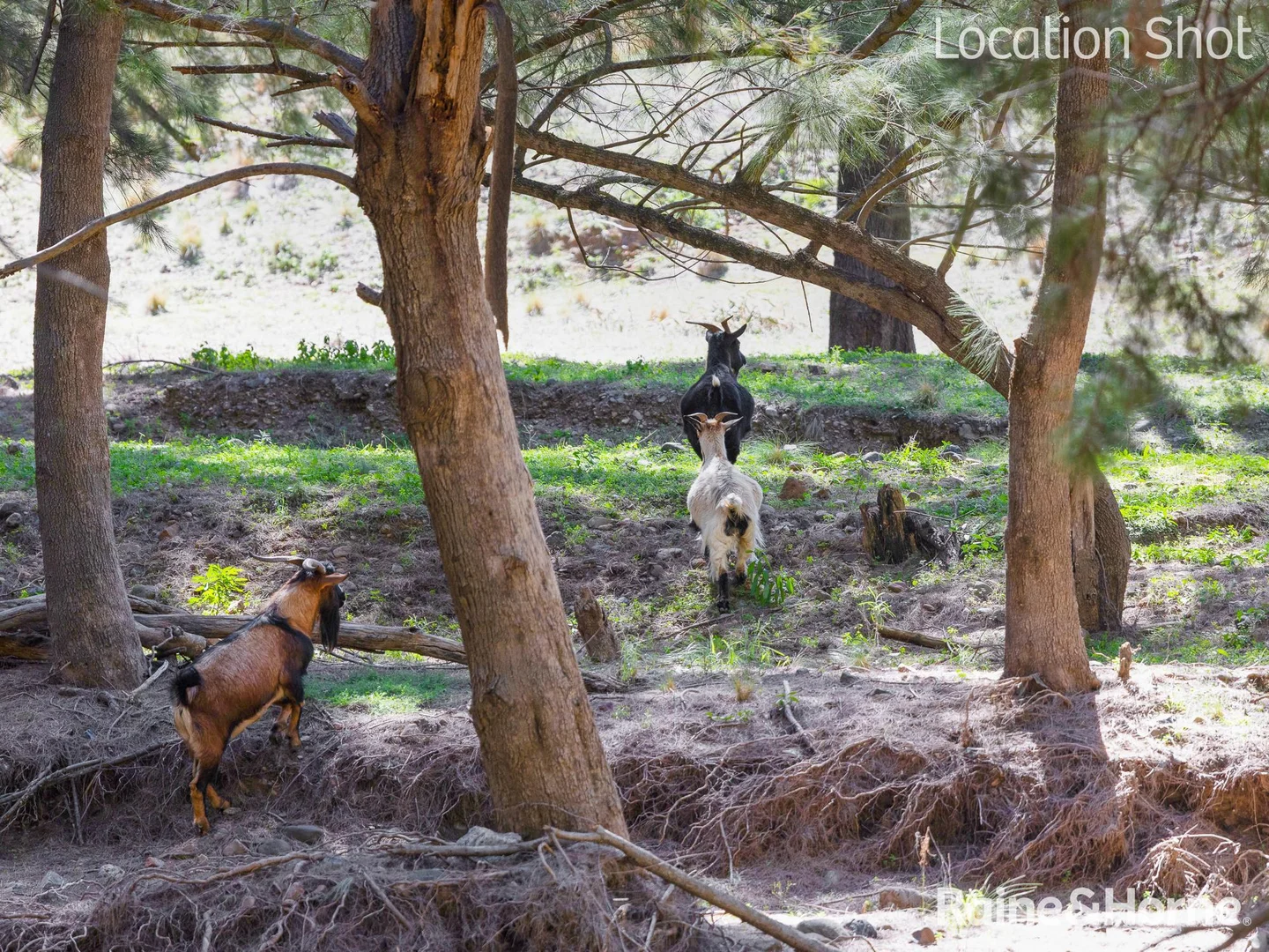 Additional image 16 of 86 Upper Turon Road, Sofala NSW 2795