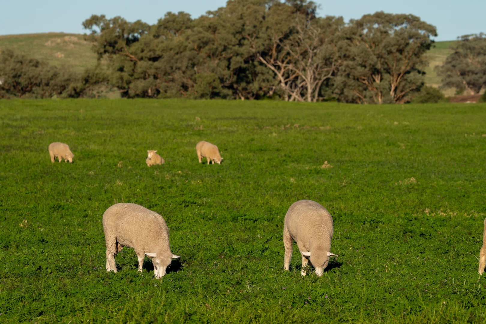Additional image 11 of 1629 Darby Falls Road, Cowra NSW 2794