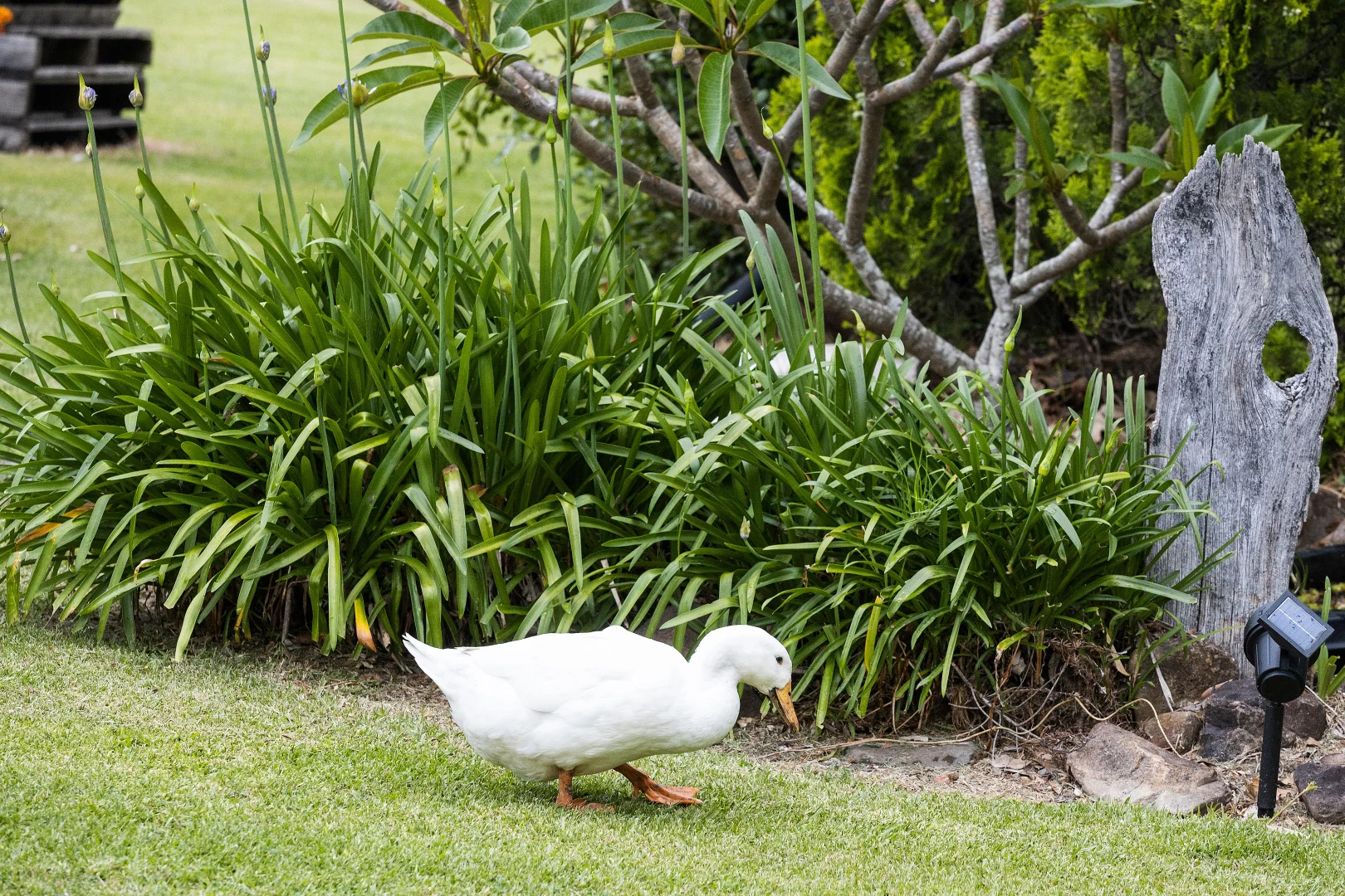 Additional image 19 of 105b Croziers Road, Jaspers Brush NSW 2535