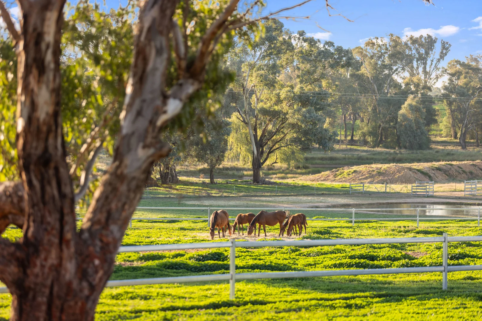 Additional image 9 of "KALOONA" Holbrook Road, Mangoplah NSW 2652
