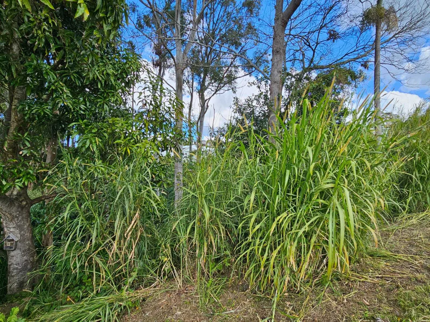 Additional image 12 of 9 Evergreen View, Bilambil Heights NSW 2486