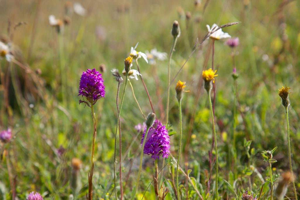 Additional image 9 of Land for saleSutton Parva, Tytherington, Warminster, Wiltshire BA12