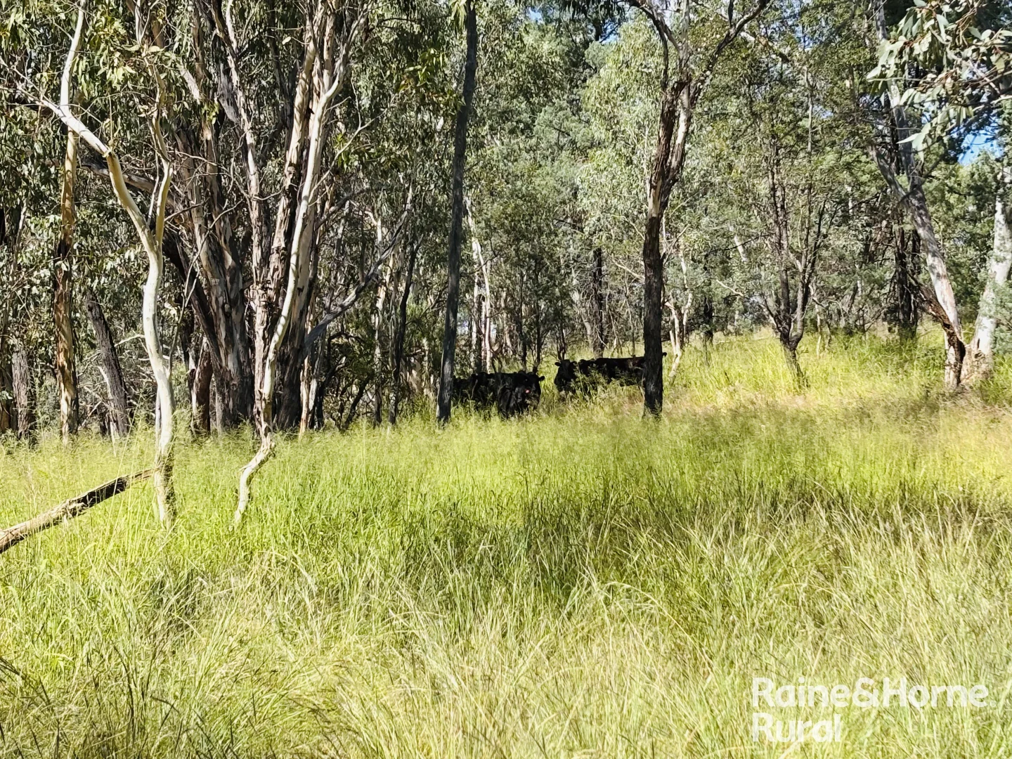 Additional image 9 of 640 Carrington Road, Roma QLD 4455