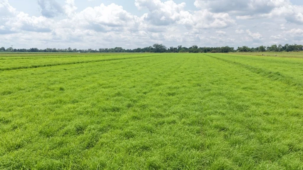 Additional image 16 of 625 Shirbourne Road, Giru QLD 4809