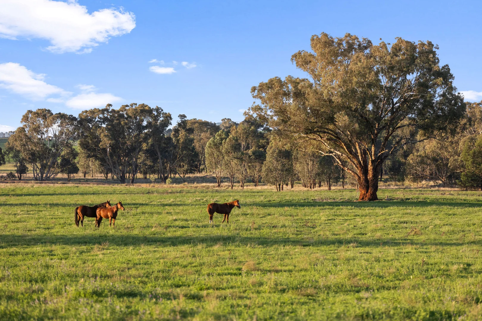 Additional image 12 of "KALOONA" Holbrook Road, Mangoplah NSW 2652