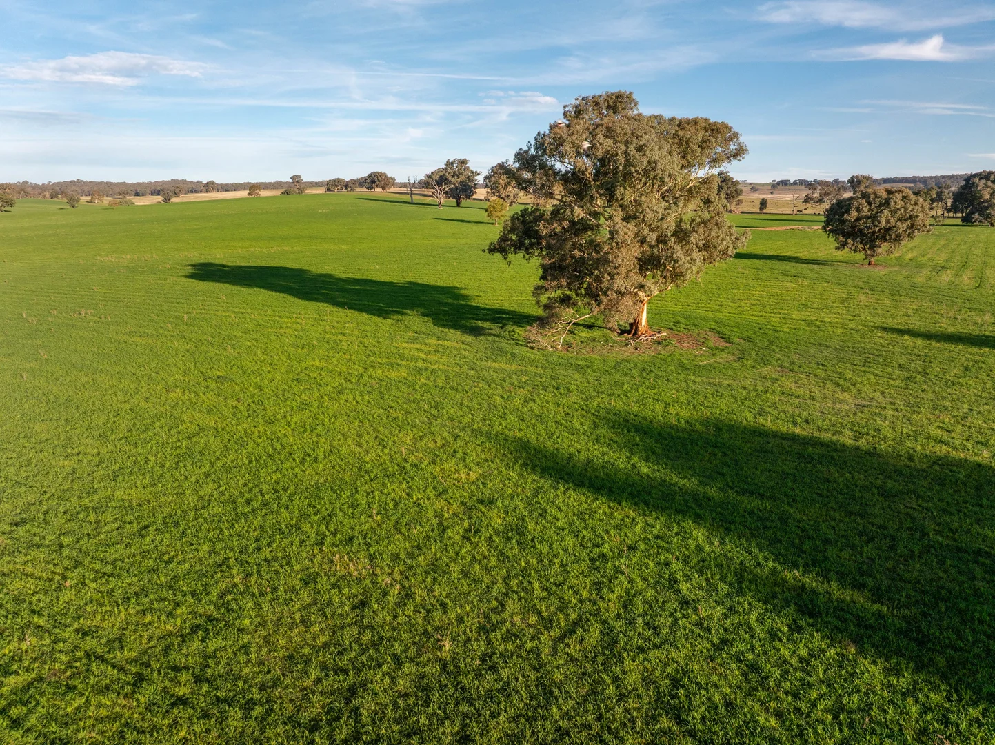 Additional image 13 of "KALOONA" Holbrook Road, Mangoplah NSW 2652