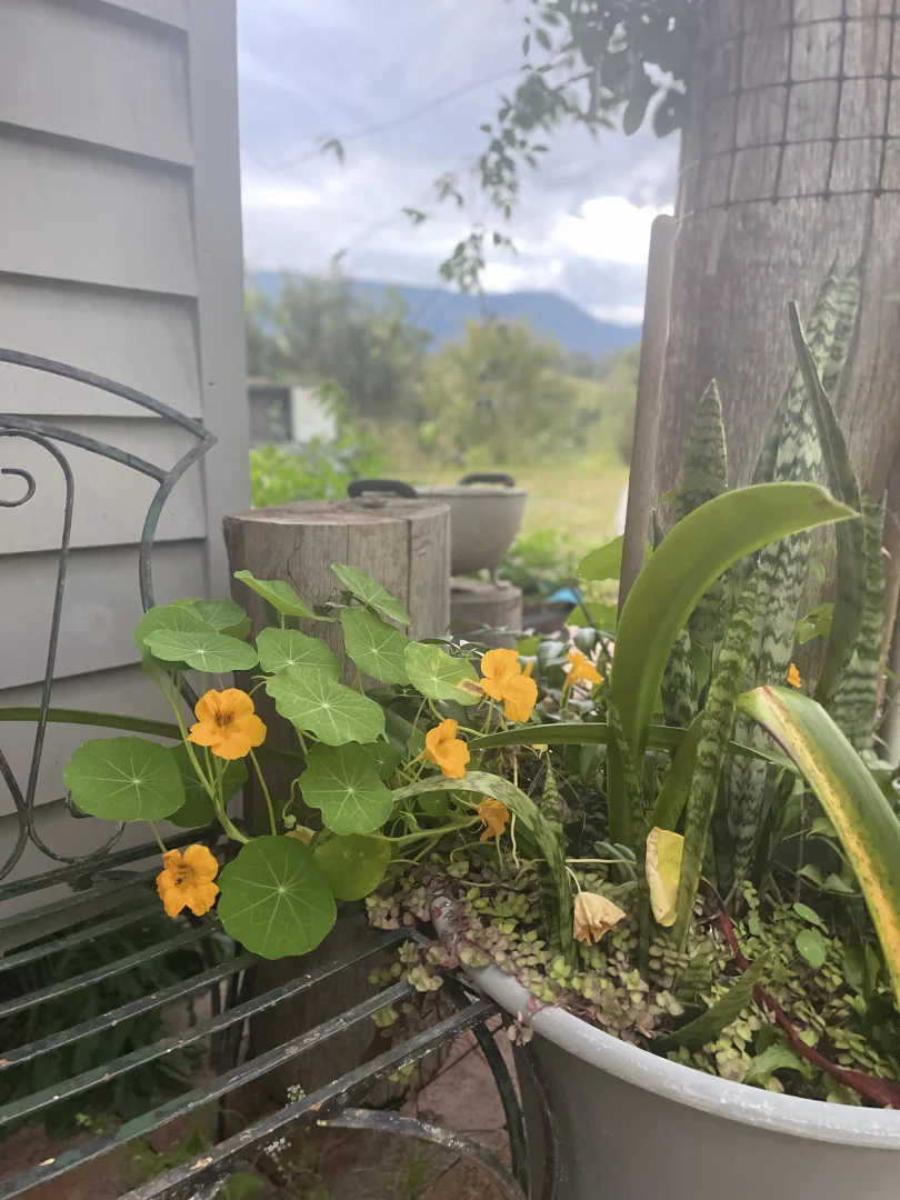 Additional image 28 of 2 Evelyn Way, Nimbin NSW 2480