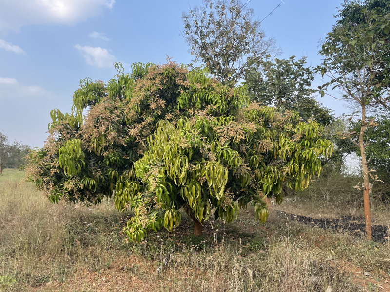 Additional image 3 of Jayapura, Mysore