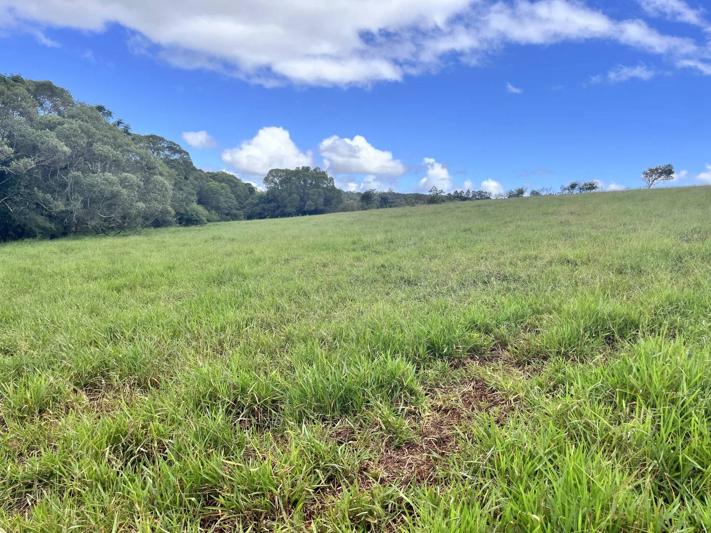 Additional image 13 of Lot 2 Lake Barrine Road, Lake Eacham QLD 4884