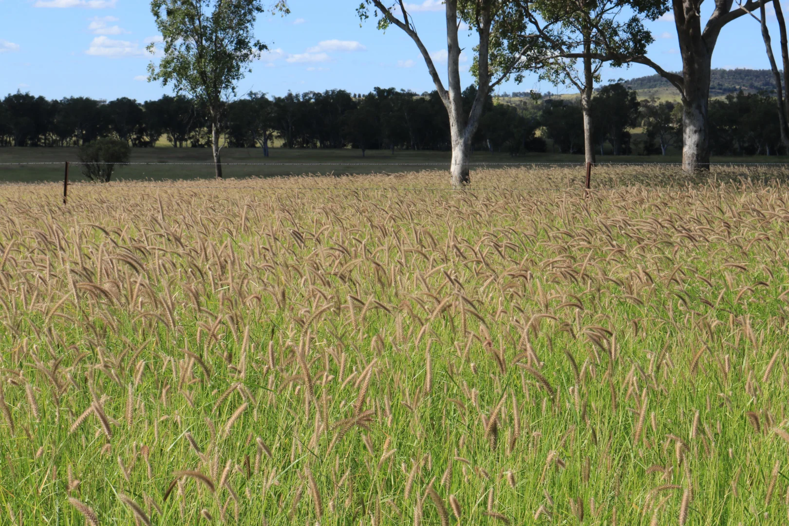 Additional image 38 of 236 Tiger Scrub Road, Roma QLD 4455