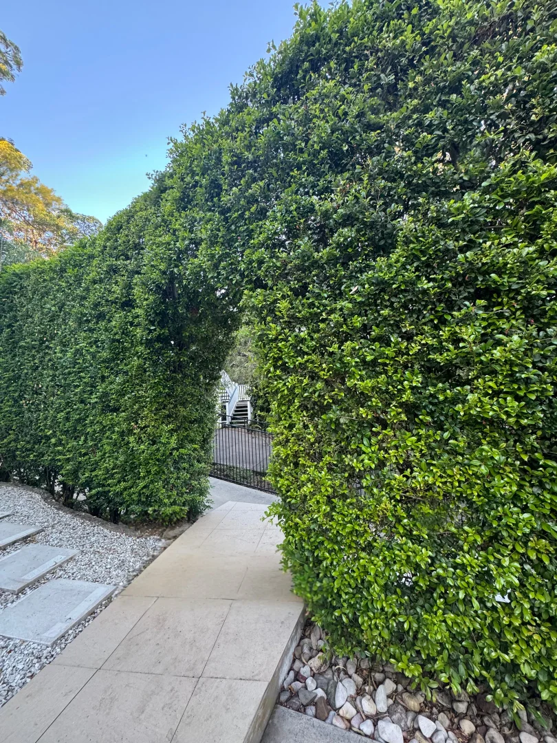 Additional image 12 of 95 Hillside Terrace, St Lucia QLD 4067