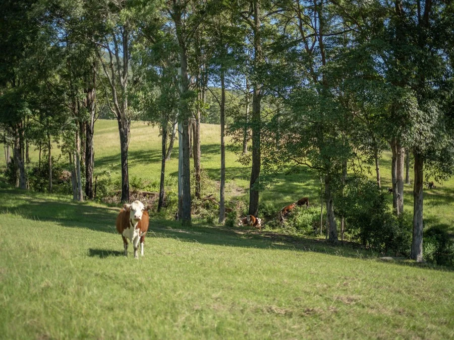 Additional image 29 of 91 & 101 Jackwood Road, Valla NSW 2448