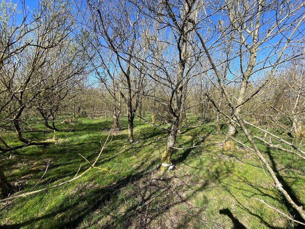 Additional image 7 of Lot 2 Woodland at Broadmuir, Hill of Fisherie, Turriff, AB53 5QL