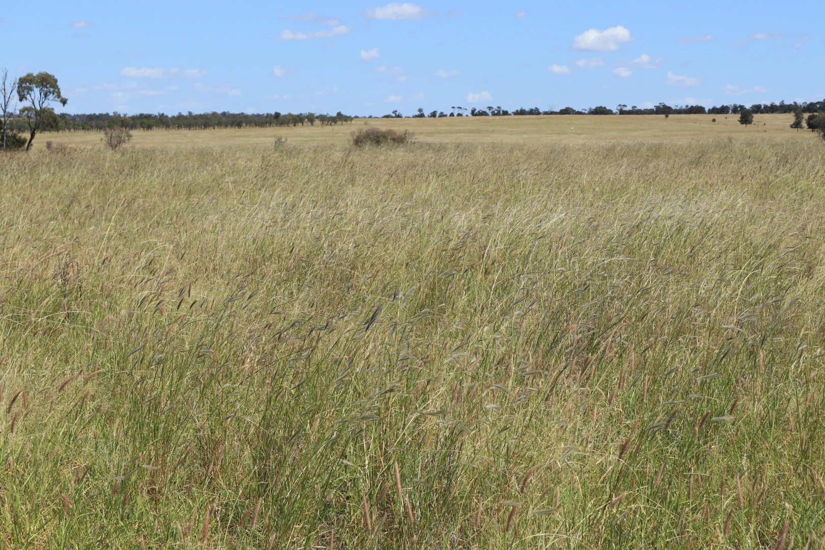 Additional image 39 of 236 Tiger Scrub Road, Roma QLD 4455