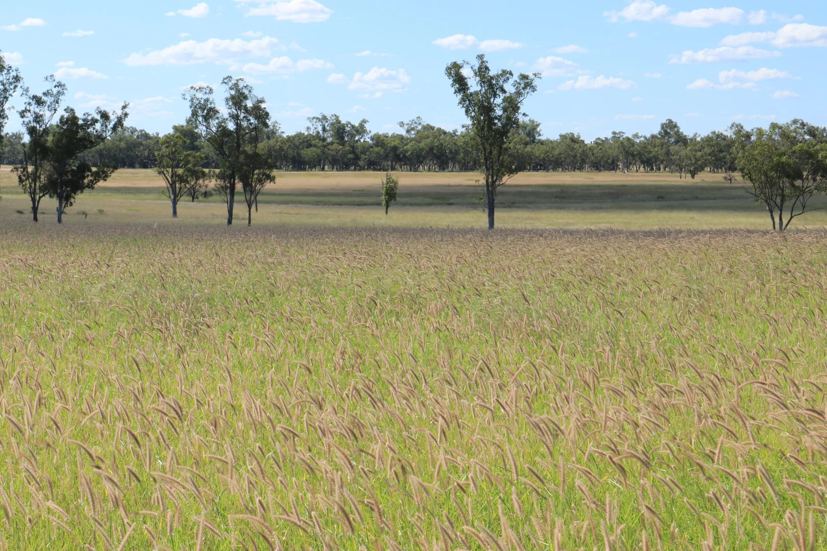 Additional image 8 of 236 Tiger Scrub Road, Roma QLD 4455