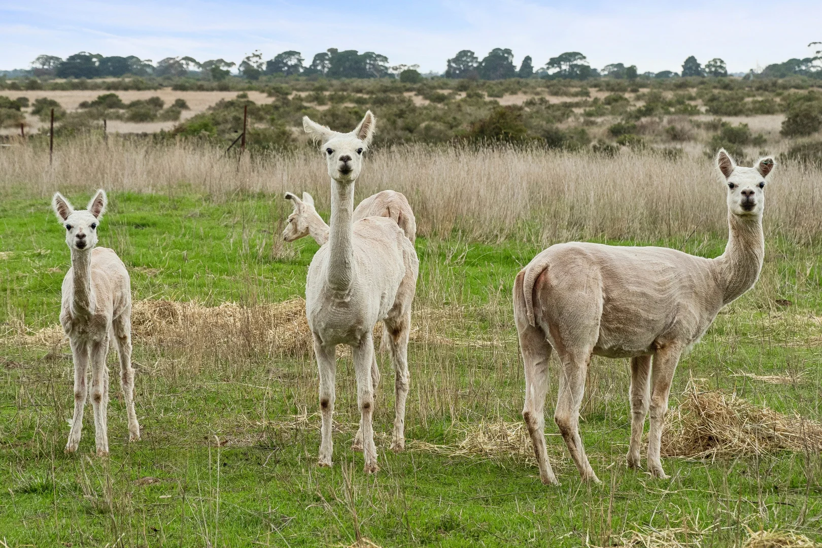 Additional image 16 of 100 Illetts Rd, Dreeite VIC 3249