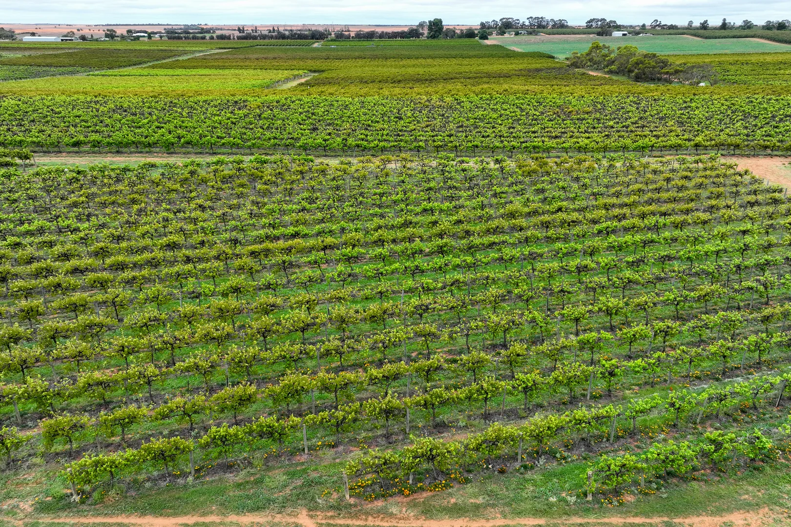 Additional image 6 of Lot 15 Rattey Road, Loxton SA 5333