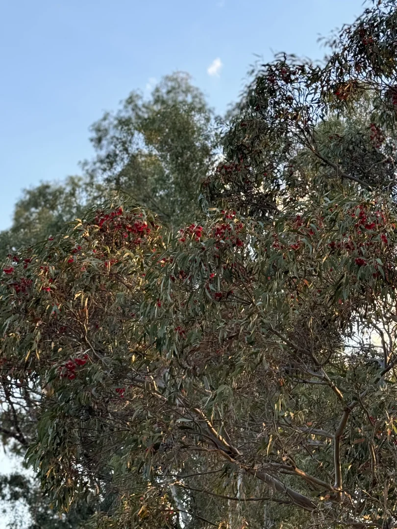 Additional image 7 of 20 Cable Street, Canowindra NSW 2804