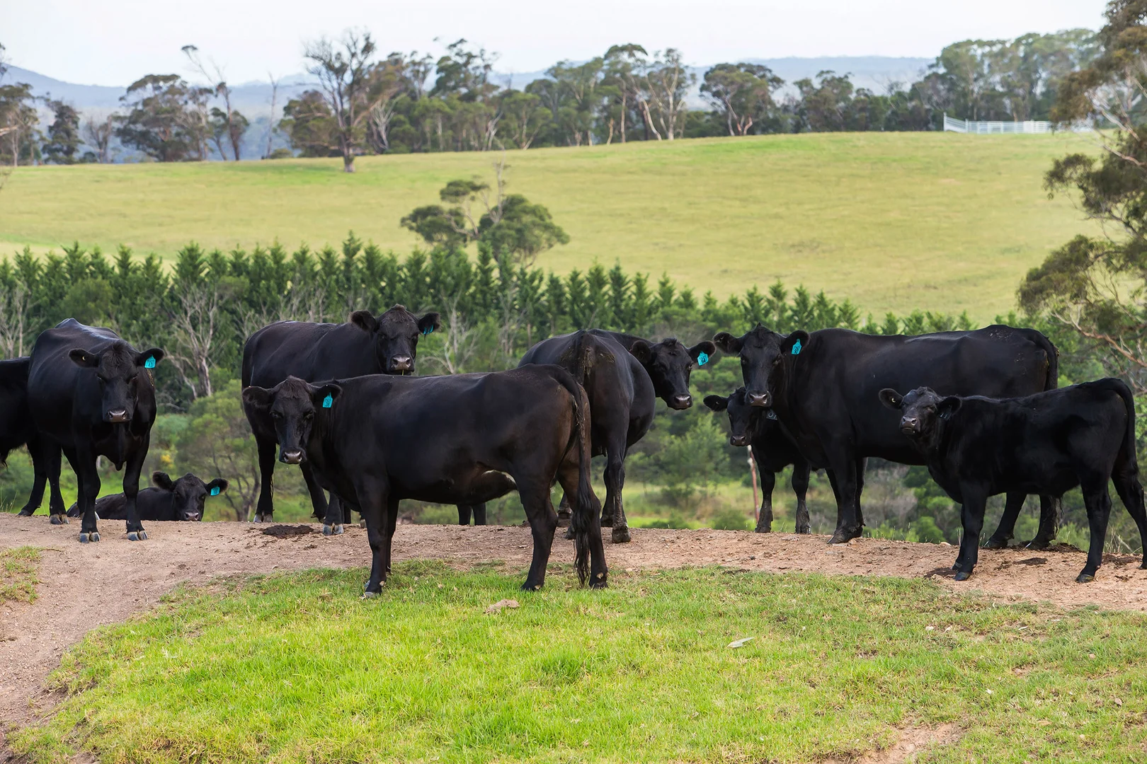 Additional image 12 of 1107 Old Hume Highway, Alpine NSW 2575