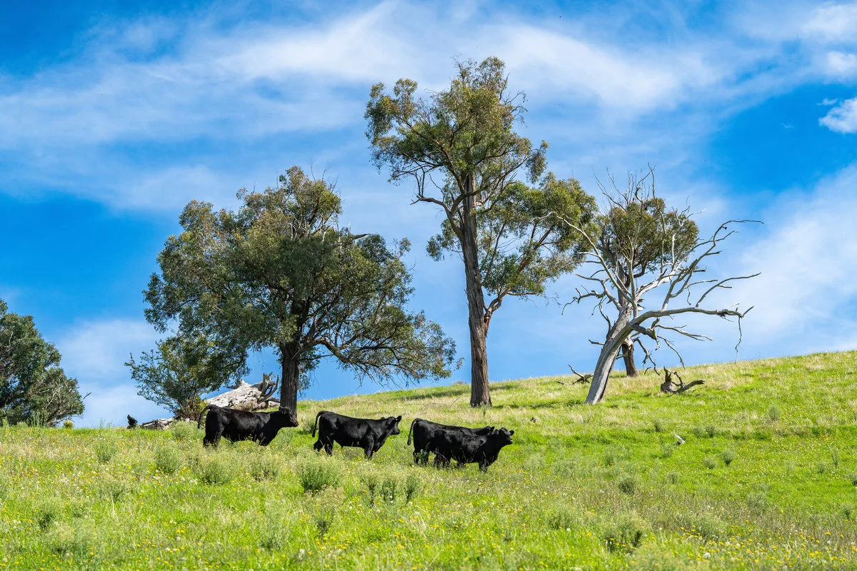 Additional image 13 of Sandy Creek Road, Sandy Creek VIC 3695