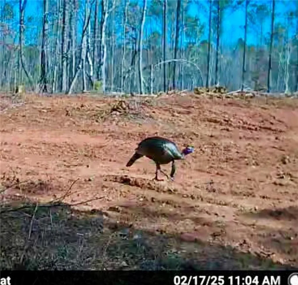 Additional image 7 of Lee Rd 278, Salem, AL 36874