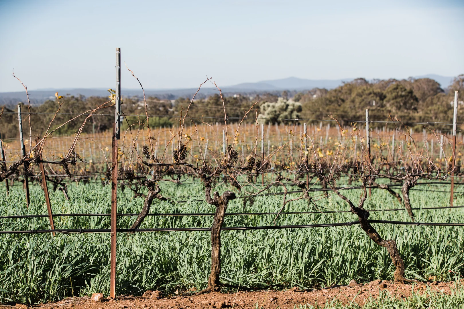 Additional image 14 of 638 De Beyers Road, Pokolbin NSW 2320