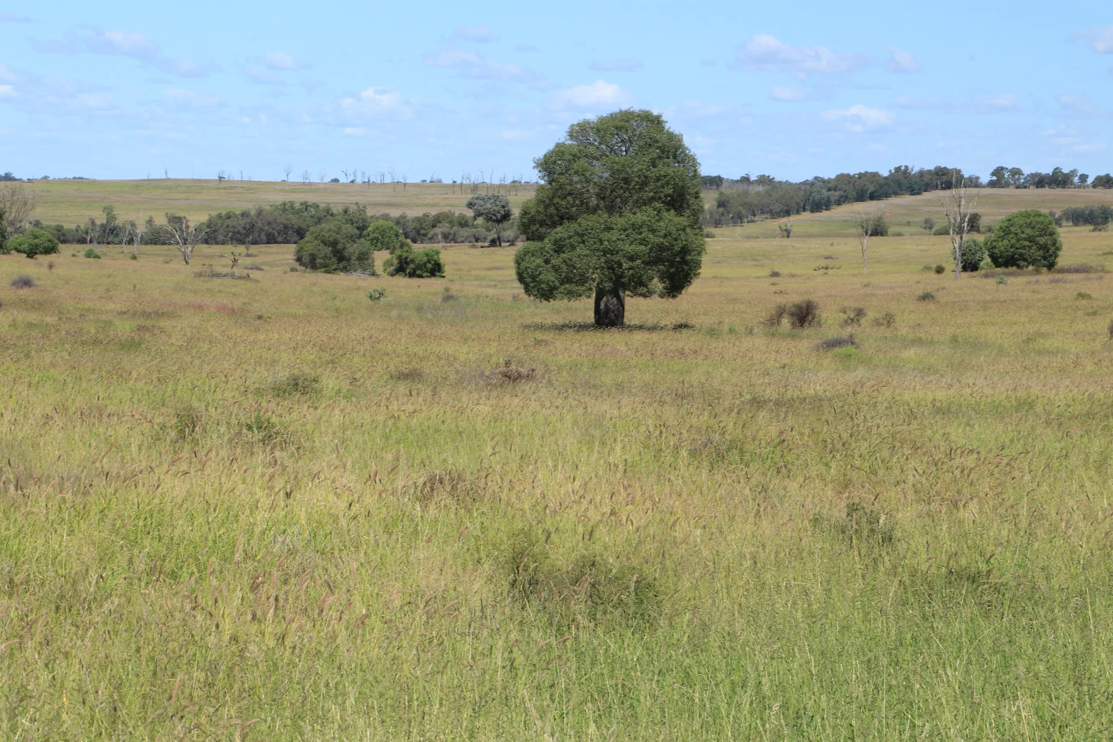 Additional image 2 of 236 Tiger Scrub Road, Roma QLD 4455