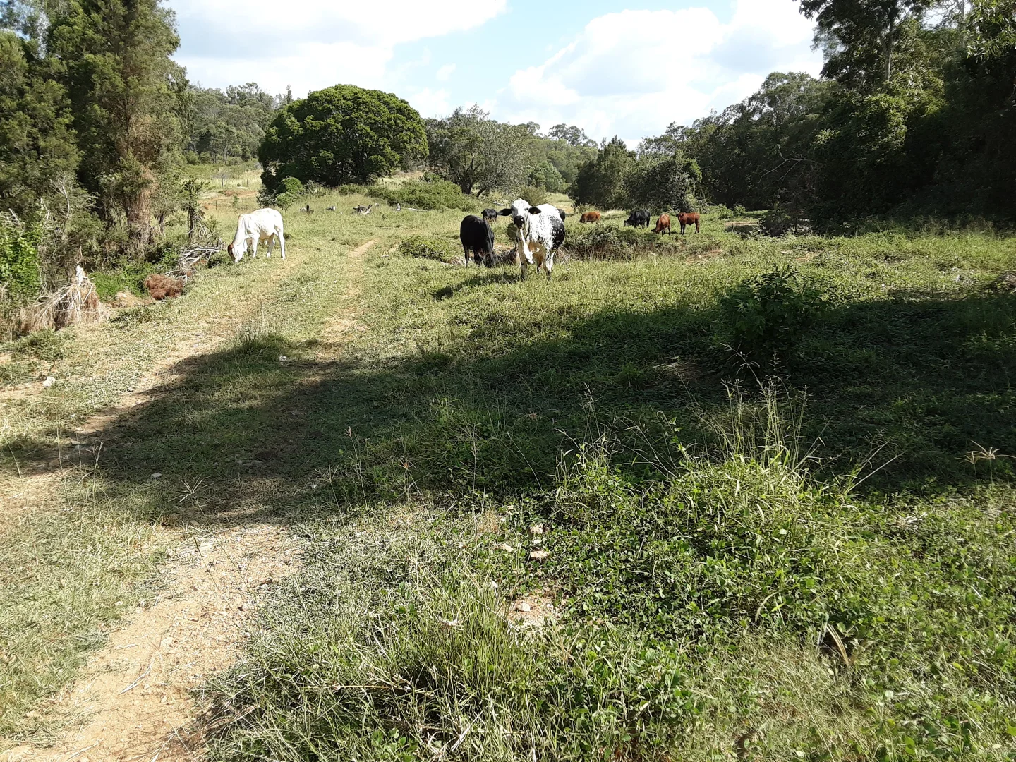 Additional image 18 of 120 Aplin Road, Bracewell QLD 4695