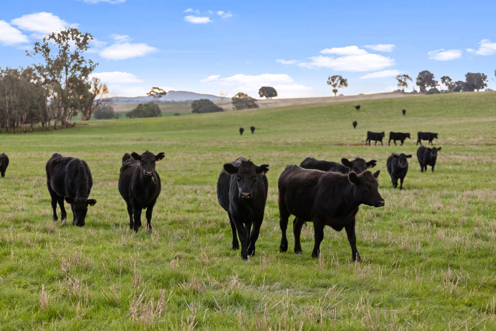 Additional image 5 of "KALOONA" Holbrook Road, Mangoplah NSW 2652